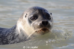 Seal in the Spitsbergen by Jm Leuba 